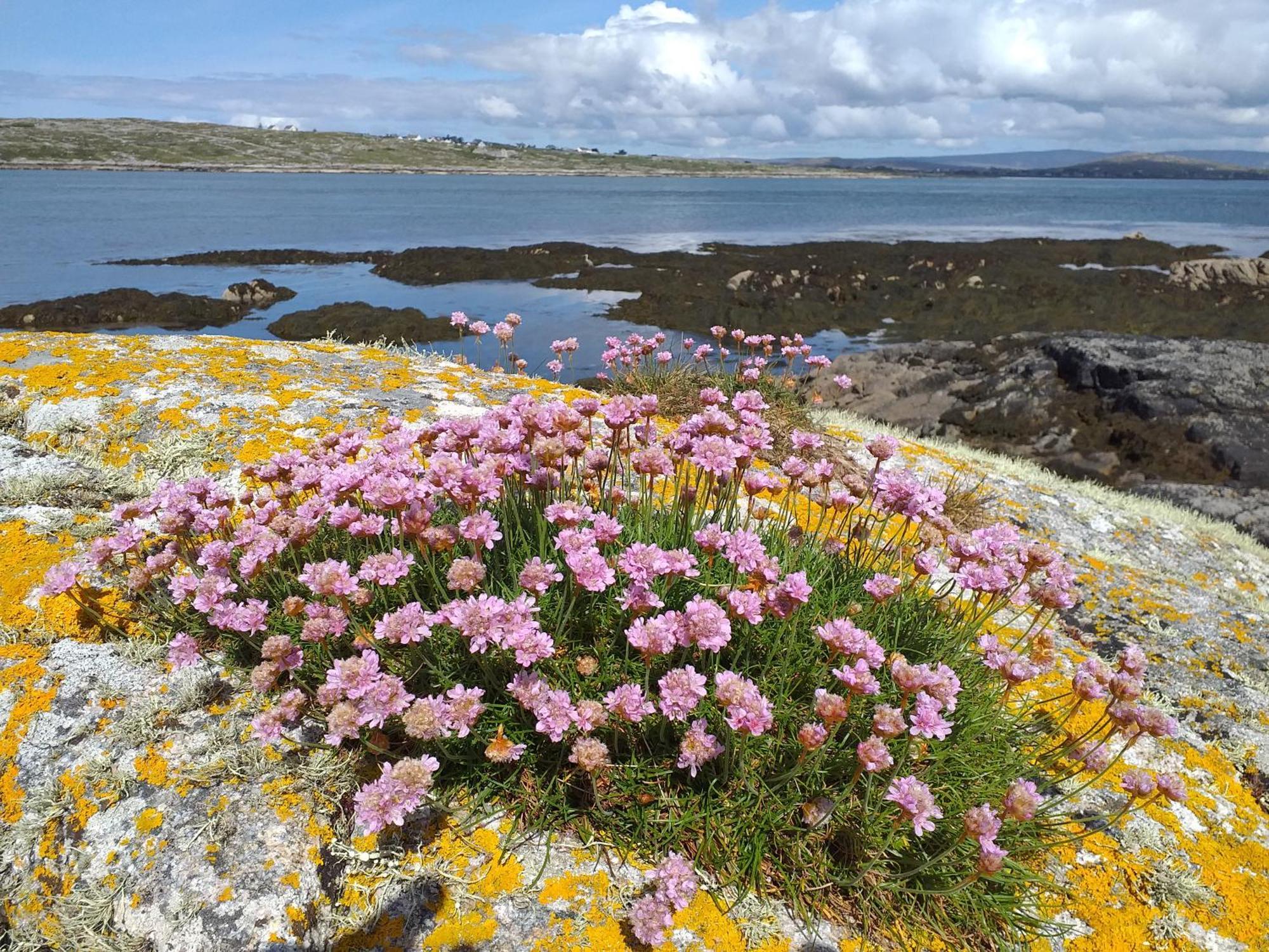 Connemara Lake View Apartment Camus Eighter Buitenkant foto